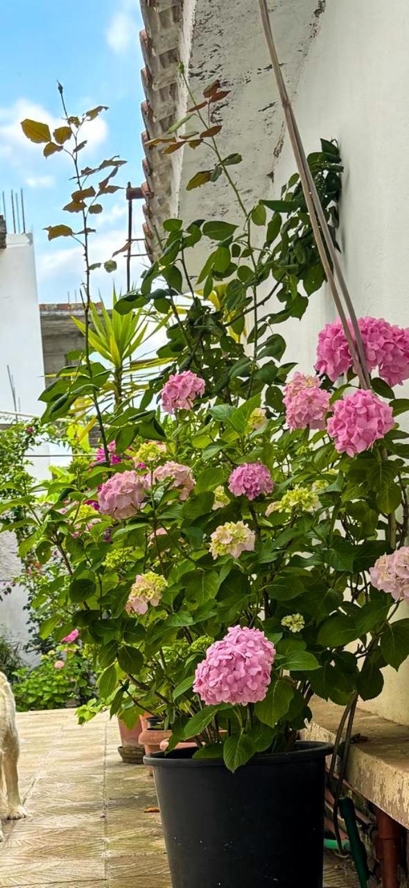 Garden One Bedroom Apartamento *
