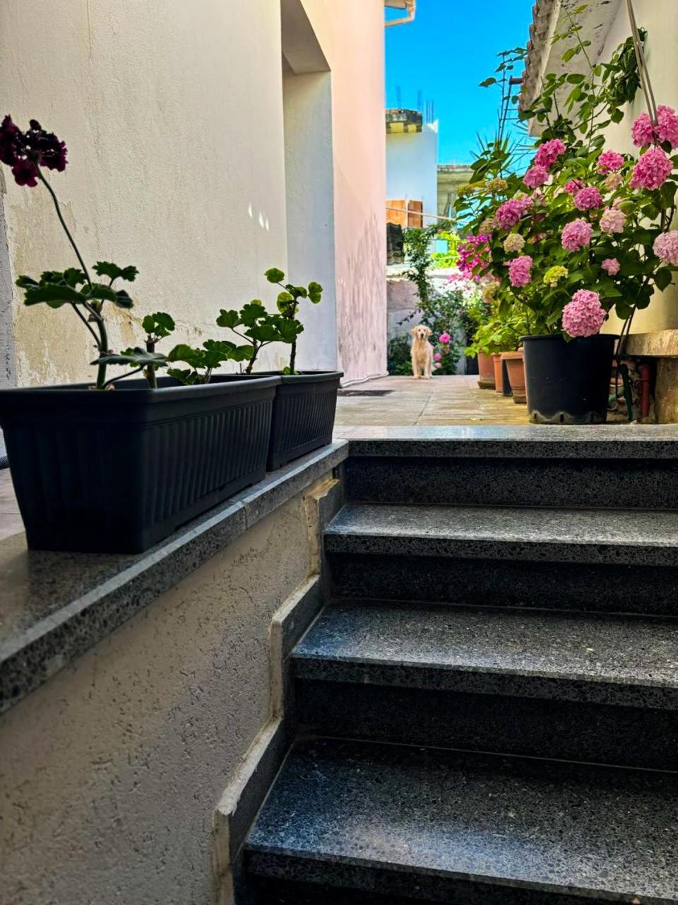 Garden One Bedroom Tirana